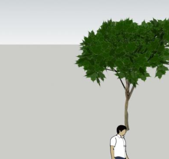 被子植物梧桐树SU模型下载_sketchup草图大师SKP模型