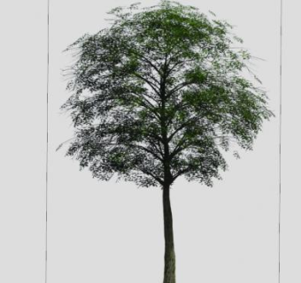 乔木双子叶植物SU模型下载_sketchup草图大师SKP模型