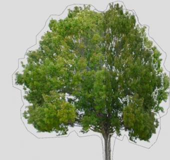 绿叶树冠乔木SU模型下载_sketchup草图大师SKP模型
