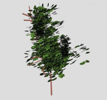 双子叶植物糖胶树SU模型下载_sketchup草图大师SKP模型