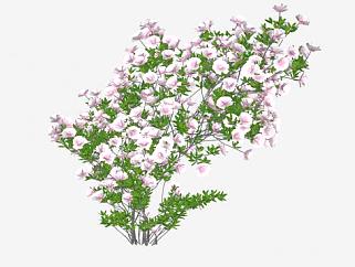 开花的灌木植物SU模型下载_sketchup草图大师SKP模型