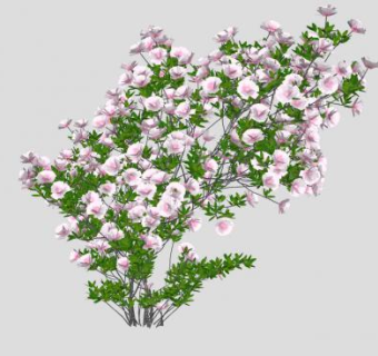 开花的灌木植物SU模型下载_sketchup草图大师SKP模型
