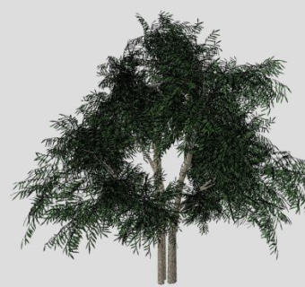 常绿树针叶树SU模型下载_sketchup草图大师SKP模型