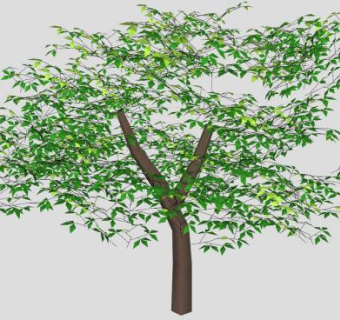 Y型树干阔叶树SU模型下载_sketchup草图大师SKP模型