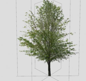 常绿乔木阔叶树SU模型下载_sketchup草图大师SKP模型