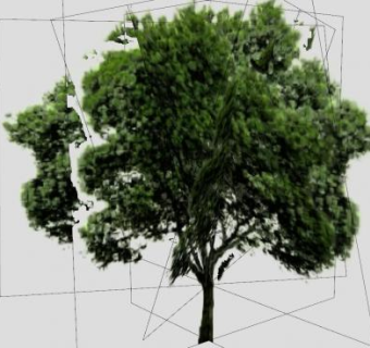 乔木绿叶阔叶树SU模型下载_sketchup草图大师SKP模型