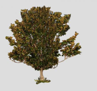 秋天阔叶乔木SU模型下载_sketchup草图大师SKP模型