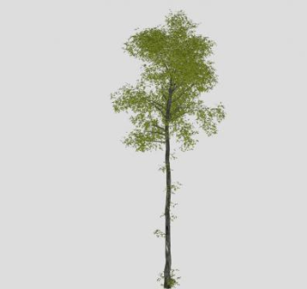常绿阔叶大乔木SU模型下载_sketchup草图大师SKP模型