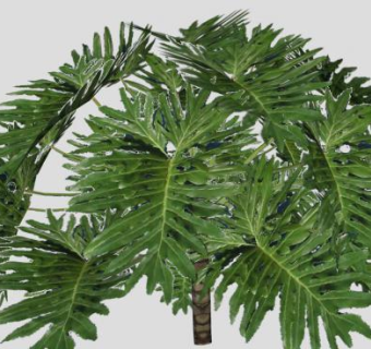 常绿乔木椰子树SU模型下载_sketchup草图大师SKP模型