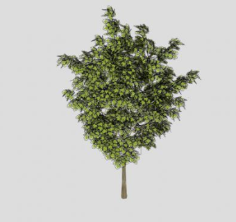 落叶大乔木梧桐树SU模型下载_sketchup草图大师SKP模型