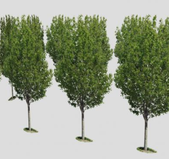 阔叶绿叶植物群SU模型下载_sketchup草图大师SKP模型