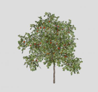 多年生植物果树SU模型下载_sketchup草图大师SKP模型