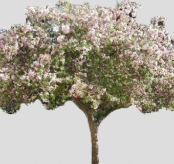 开花绿叶观赏乔木SU模型下载_sketchup草图大师SKP模型