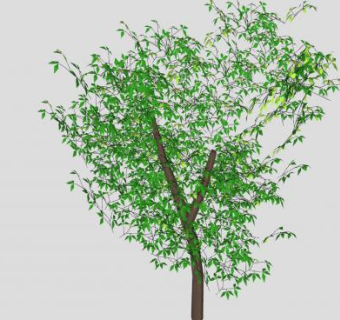 树叶常绿树木SU模型下载_sketchup草图大师SKP模型