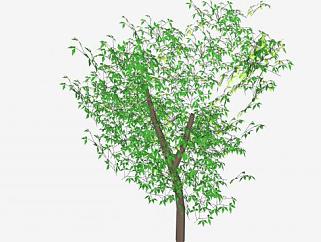 树叶常绿树木SU模型下载_sketchup草图大师SKP模型