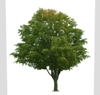 落叶被子乔木枫树SU模型下载_sketchup草图大师SKP模型