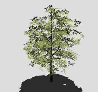 落叶被子乔木桑树SU模型下载_sketchup草图大师SKP模型