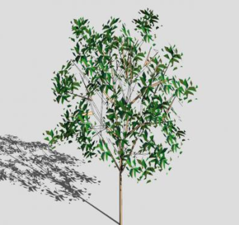绿叶植株植物SU模型下载_sketchup草图大师SKP模型