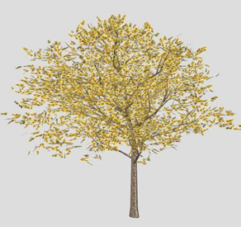 黄花开花乔木SU模型下载_sketchup草图大师SKP模型