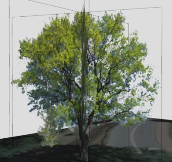 落叶乔木栎树SU模型下载_sketchup草图大师SKP模型