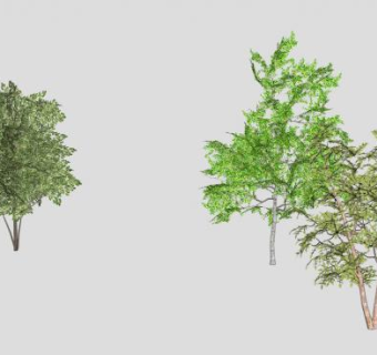 三棵常绿乔木SU模型下载_sketchup草图大师SKP模型