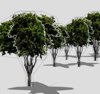 浓密树叶阔叶树木SU模型下载_sketchup草图大师SKP模型