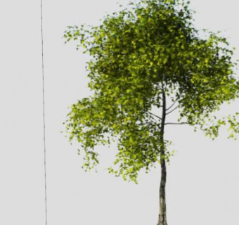 双子叶小乔木SU模型下载_sketchup草图大师SKP模型