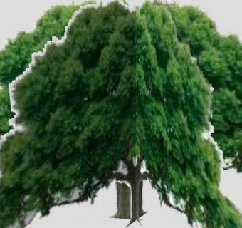 常绿伞型大乔木SU模型下载_sketchup草图大师SKP模型