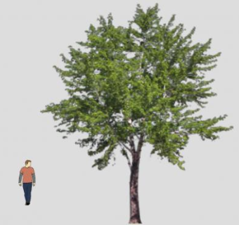 阔叶绿叶树SU模型下载_sketchup草图大师SKP模型