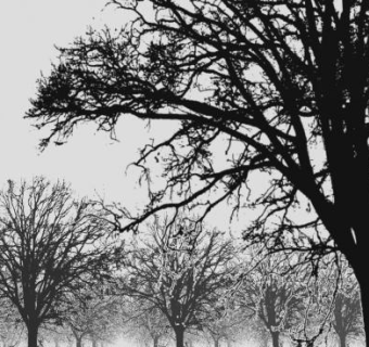 枯树森林剪影SU模型下载_sketchup草图大师SKP模型