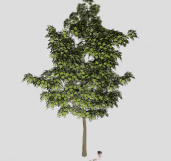 阔叶乔木和灌木蕨类SU模型下载_sketchup草图大师SKP模型