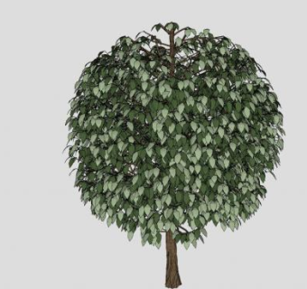 多年生植物树木SU模型下载_sketchup草图大师SKP模型
