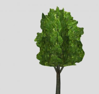 阔叶多年生乔木SU模型下载_sketchup草图大师SKP模型