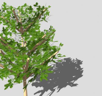 热带乔木类型SU模型下载_sketchup草图大师SKP模型