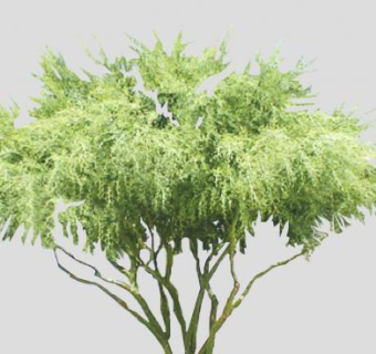 多树干树木植物SU模型下载_sketchup草图大师SKP模型