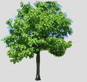 多年生阔叶树SU模型下载_sketchup草图大师SKP模型