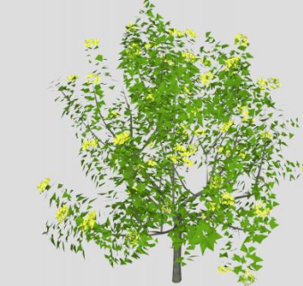 开花多年生乔木SU模型下载_sketchup草图大师SKP模型