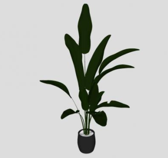 观赏盆栽单子叶植物SU模型下载_sketchup草图大师SKP模型