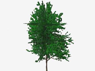 木本植物树木SU模型下载_sketchup草图大师SKP模型