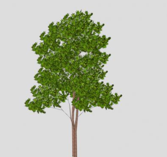 细树干绿叶树木SU模型下载_sketchup草图大师SKP模型