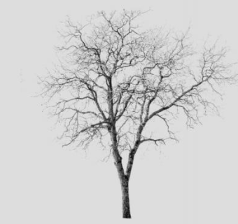 冬天落叶枯树SU模型下载_sketchup草图大师SKP模型