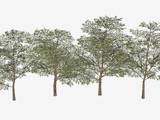 4棵双子叶植物SU模型下载_sketchup草图大师SKP模型