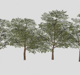 4棵双子叶植物SU模型下载_sketchup草图大师SKP模型