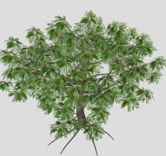 常绿针叶树木SU模型下载_sketchup草图大师SKP模型