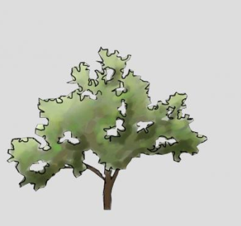 2D繁茂树冠乔木SU模型下载_sketchup草图大师SKP模型