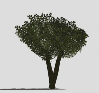 分叉树干乔木SU模型下载_sketchup草图大师SKP模型