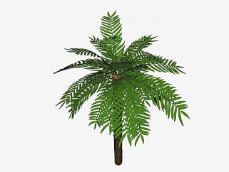 棕榈科棕榈属植物SU模型下载_sketchup草图大师SKP模型
