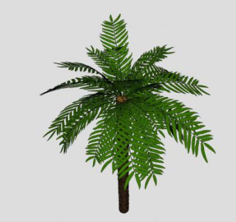 棕榈科棕榈属植物SU模型下载_sketchup草图大师SKP模型