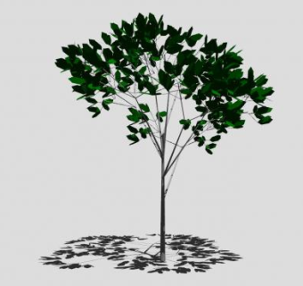 阔叶绿叶常绿乔木SU模型下载_sketchup草图大师SKP模型