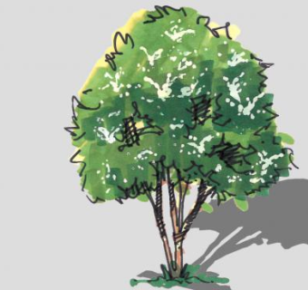 手绘卡通树木SU模型下载_sketchup草图大师SKP模型